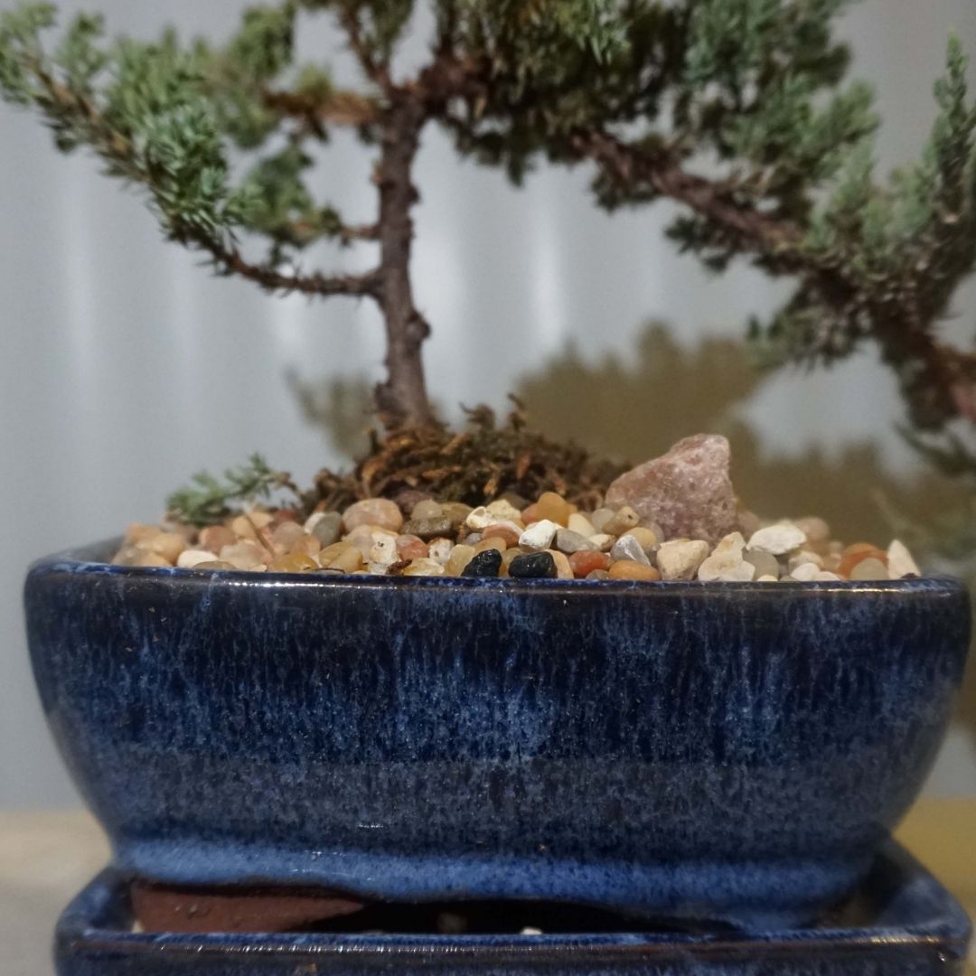 Medium Juniper Bonsai Tree in Ceramic Pot (Blue)