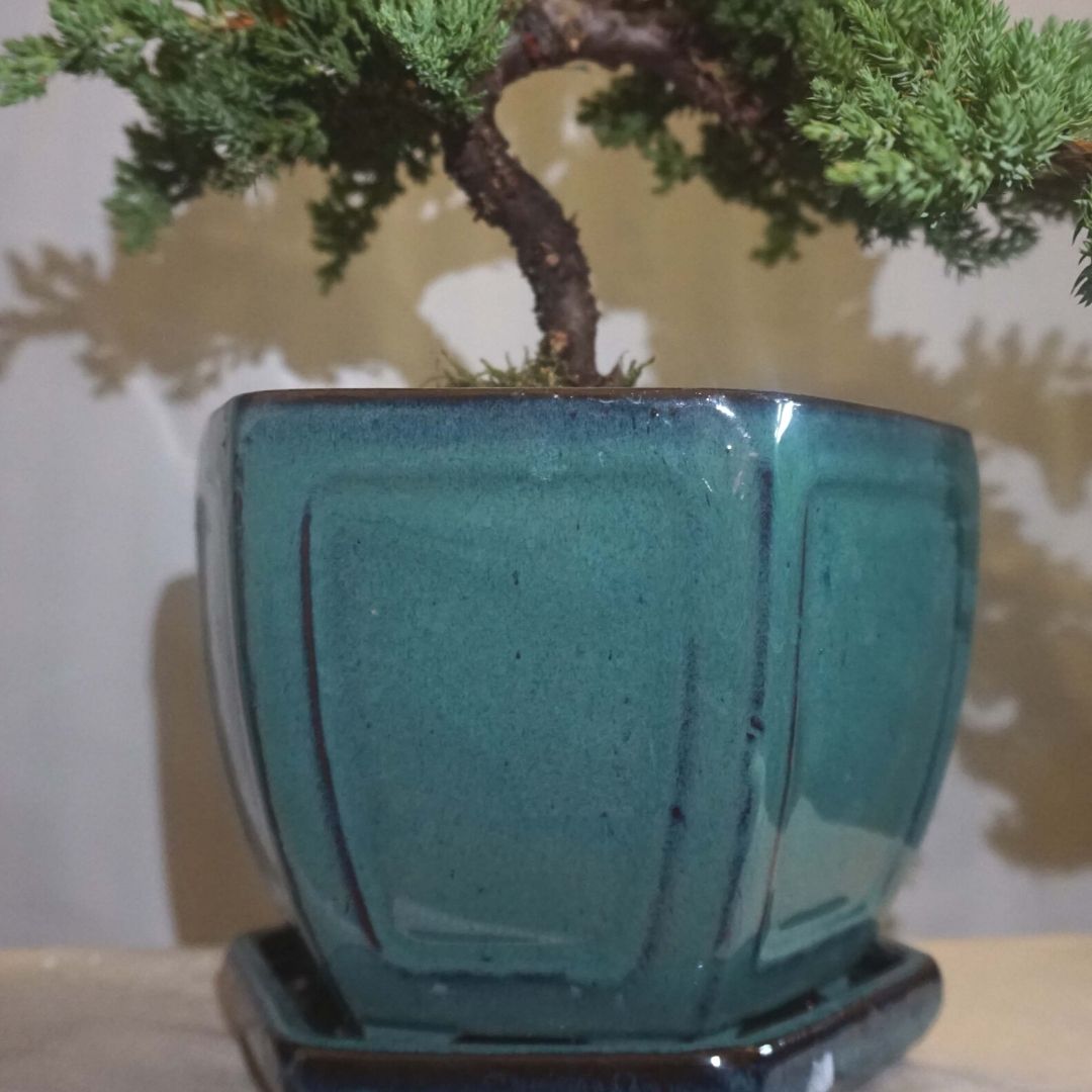 Large Juniper Bonsai Tree in Ceramic Pot (Green)