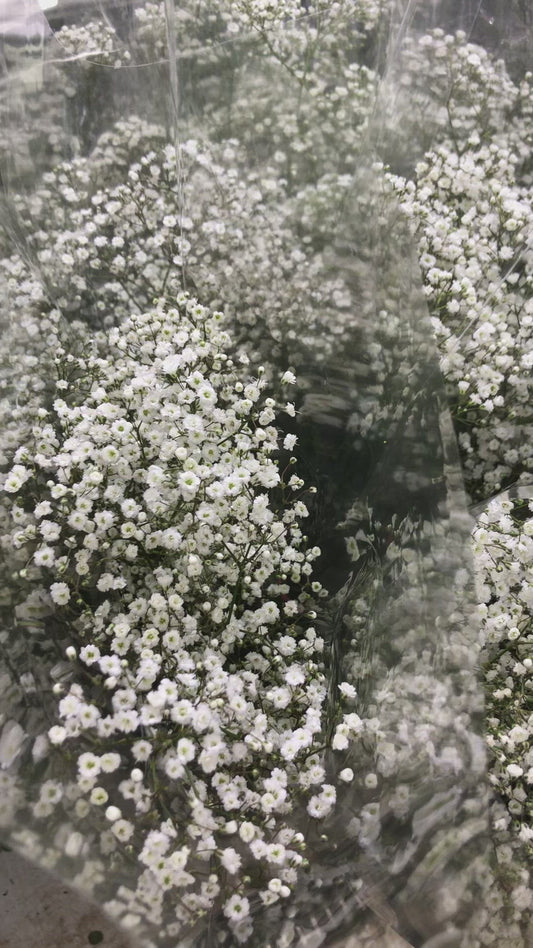 Baby’s Breath White (Bunch)