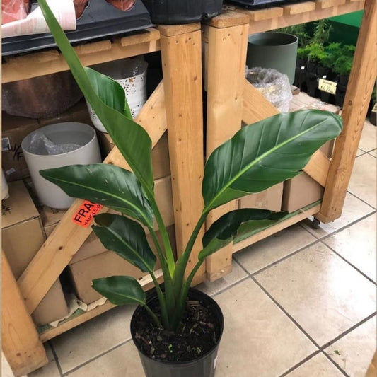 Birds of Paradise in 7” Plastic Pot