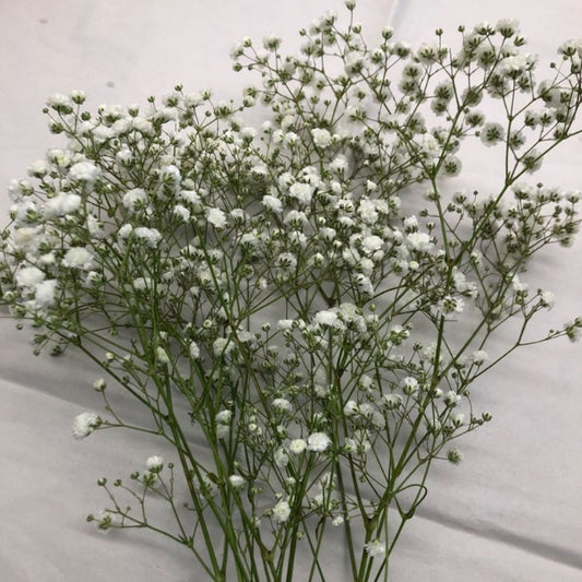 Baby’s Breath White (Bunch)