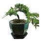 Large Juniper Bonsai Tree in Ceramic Pot (Green)