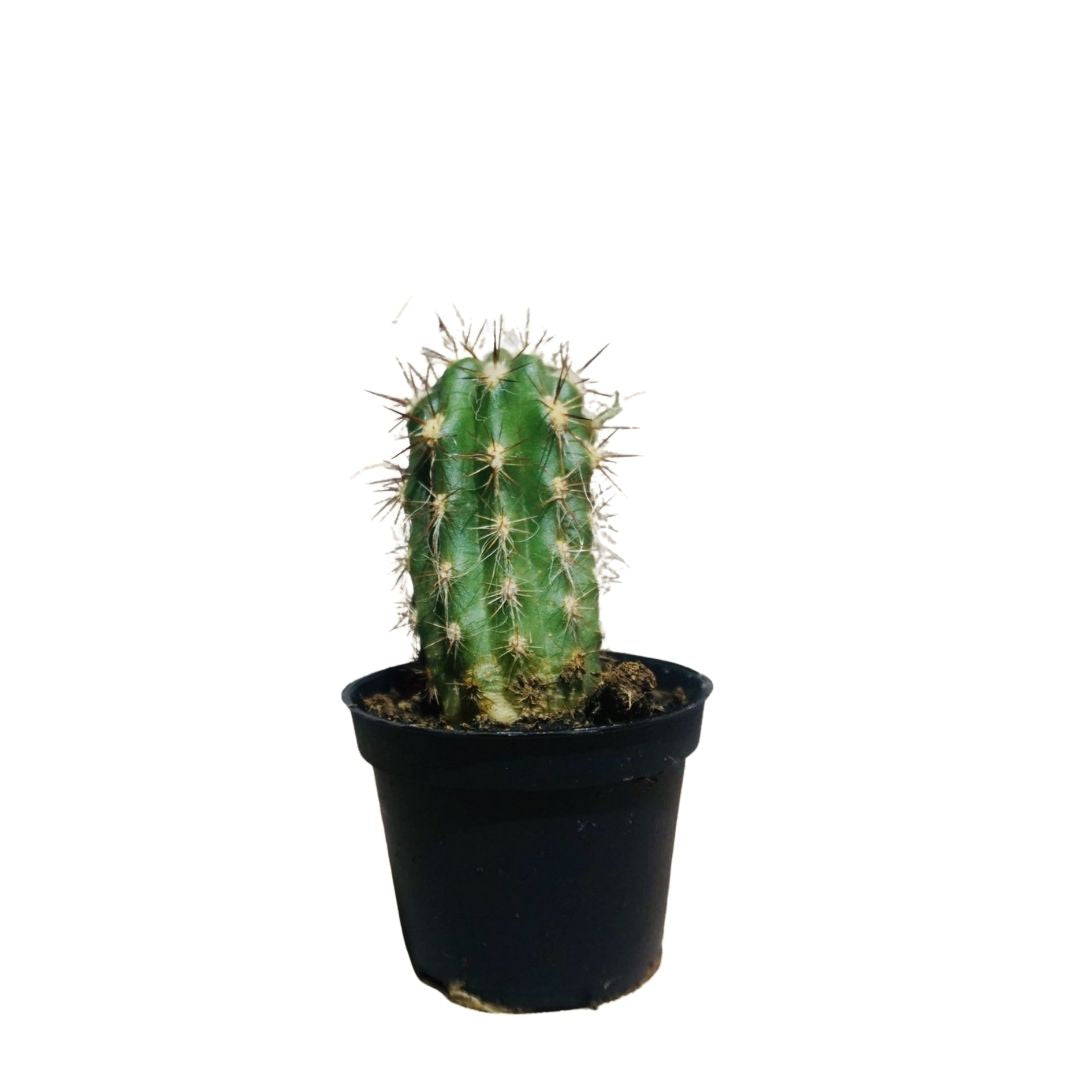 Ball Cactus (Prong Shaped)