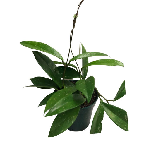 Hoya Plant (Green) in 4” Plastic Pot