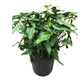 Philodendron Xanadu in 10” Plastic Pot