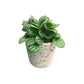 Peperomia Frost in Plastic Pot