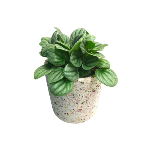 Peperomia Frost in Plastic Pot