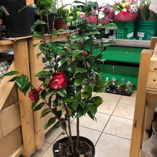 Camellia in 10” Plastic Pot