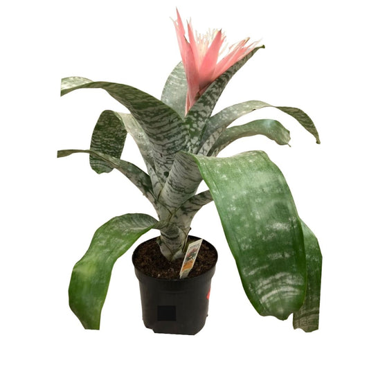 Aechmea Fasciata in 6" Plastic Pot