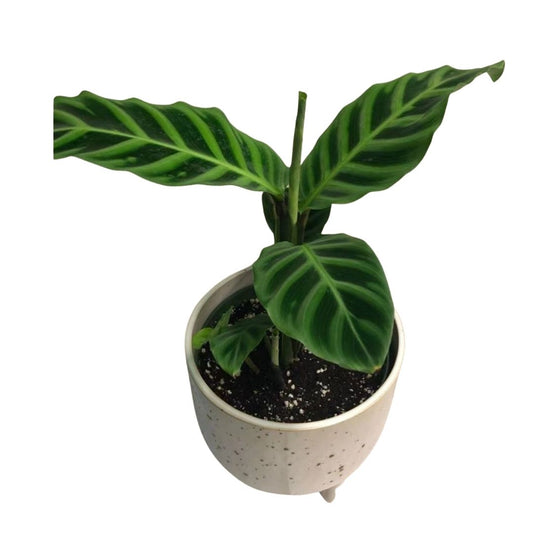 Calathea Zabrina in 6” Plastic Pot