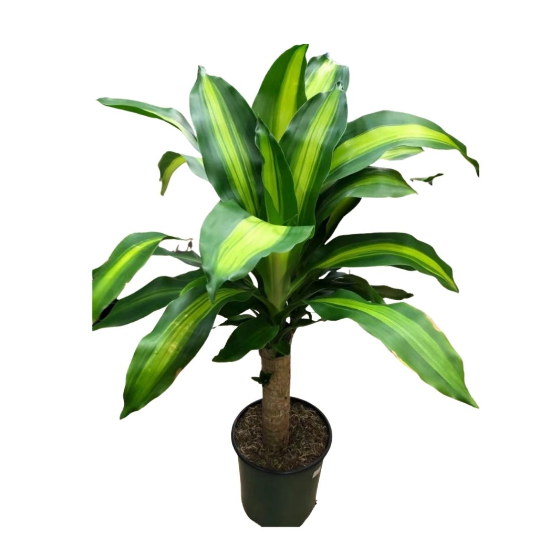 Kane Tree Dracaena Mass Cane in 7” Plastic Pot – Queens Fruit Market & Plants