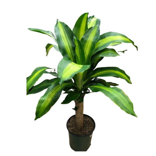 Dracaena Mass Cane in 7” Plastic Pot