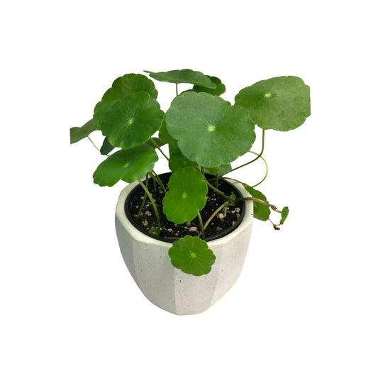 Marsh Pennywort in 3.5” Plastic Pot