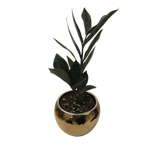 ZZ Plant Raven in 6" Plastic Pot