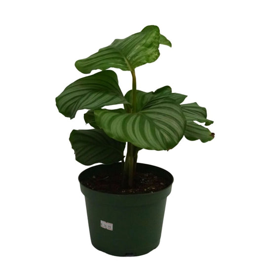 Calathea Orbifolia in Plastic Pot