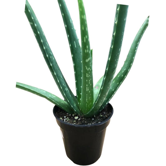 Aloe Plant in 4” Plastic Pot