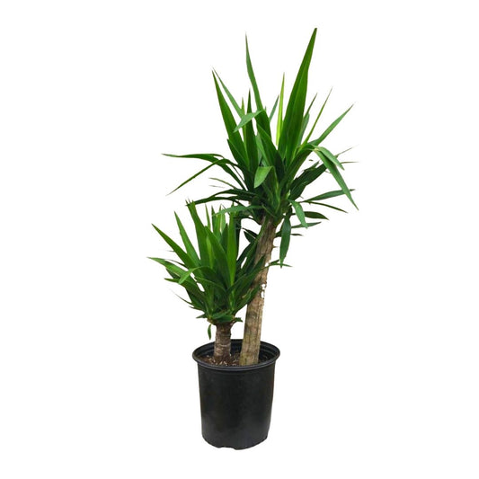 Yucca (2 stems) in 8" Plastic Pot