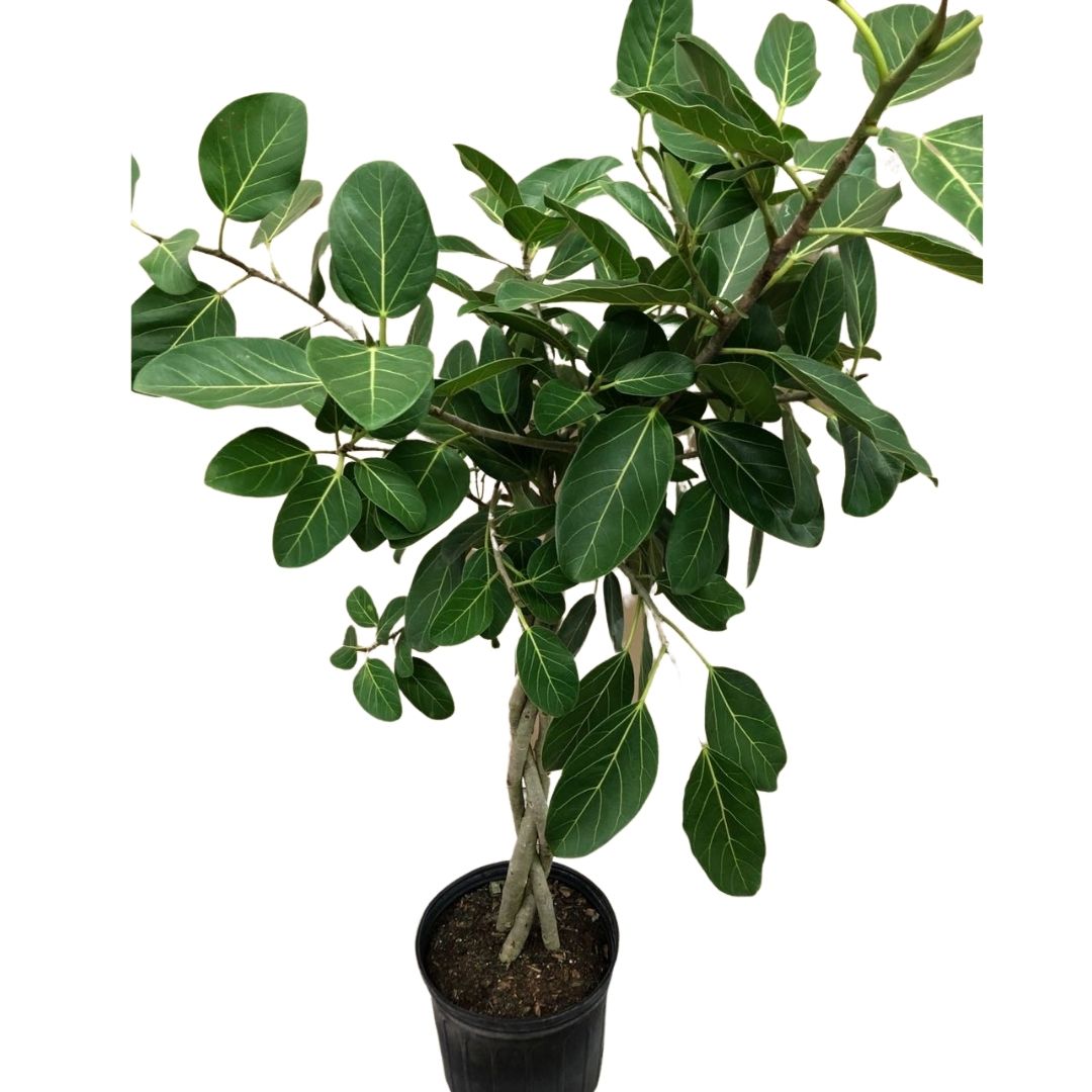 Audrey Ficus Standard (Braid) in 10” Plastic Pot