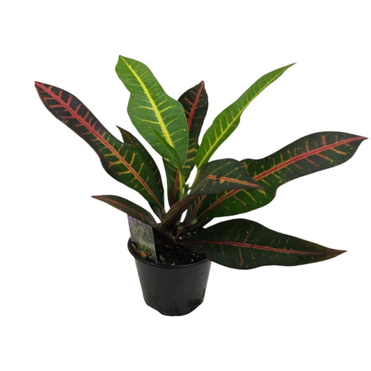 Croton in 3.5" Plastic Pot