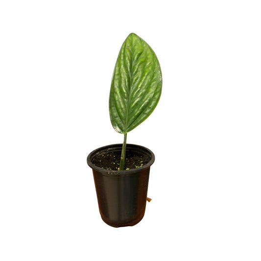 Monstera Peru in 3.5” Plastic Pot