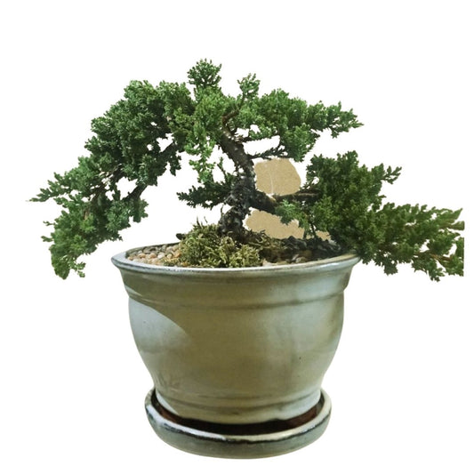 Large Juniper Bonsai Tree in Ceramic Pot (White)