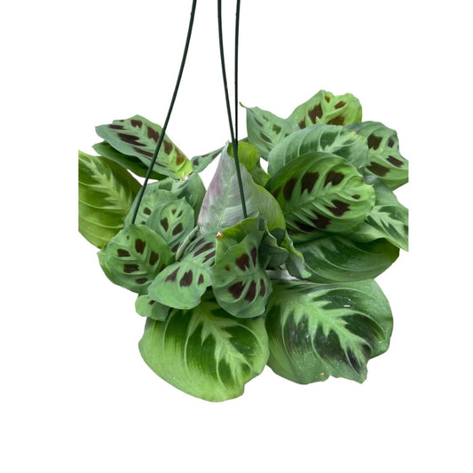 Prayer Plant - Green in 6" Plastic Pot or Hanging Basket