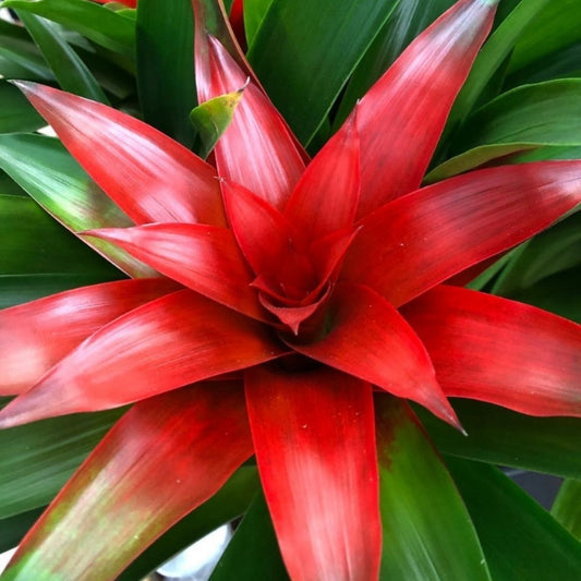 Bromeliads - Red in 6” Plastic Pot