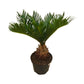 Sago Palm in 6” Plastic Pot