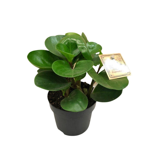 Peperomia Large Green Leaves in Plastic Pot