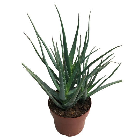 Aloe Blue Elf in 5” Plastic Pot