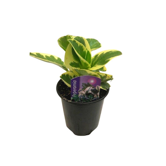 Peperomia Variegated Yellow in 3.5" Plastic Pot