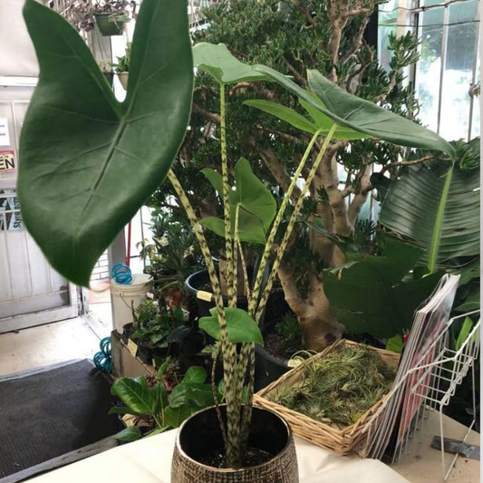 Alocasia Zebrina in 6” Plastic Pot