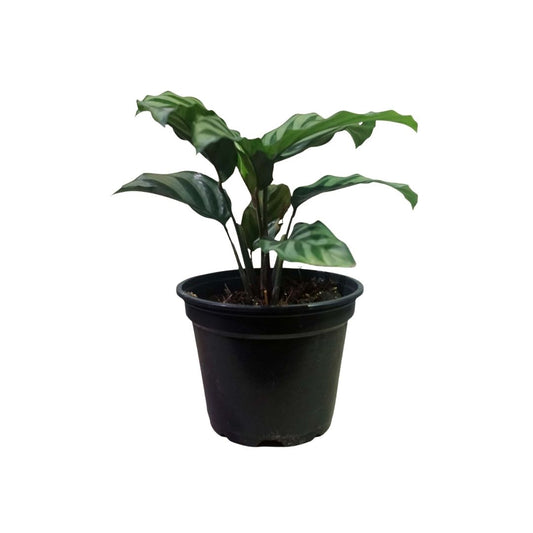 Calathea Burle Marx in Plastic Pot