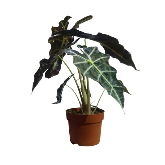 Alocasia Polly in Plastic Pot