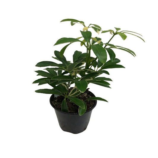 Schefflera Mini in Plastic Pot