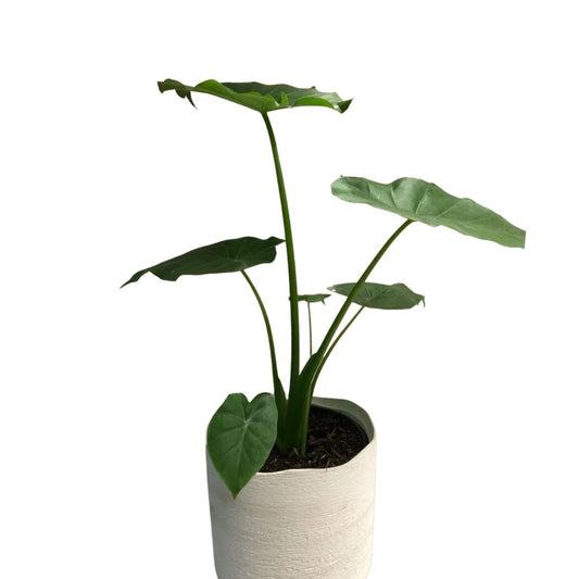 Alocasia Odora in 6” Plastic Pot