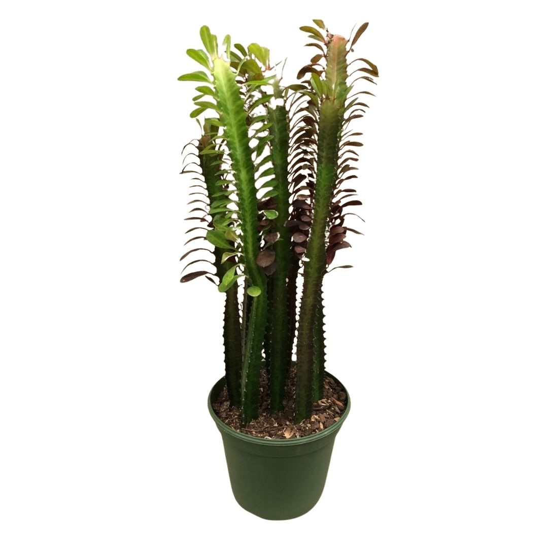 Cactus in 8” Plastic Pot