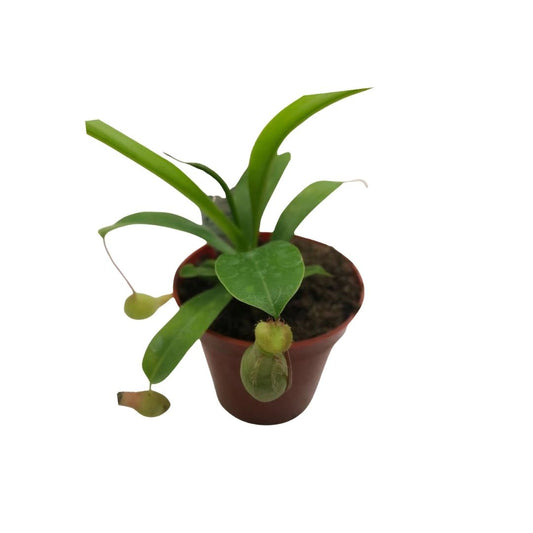Nepenthes Pitcher Plant in 3” Plastic Pot