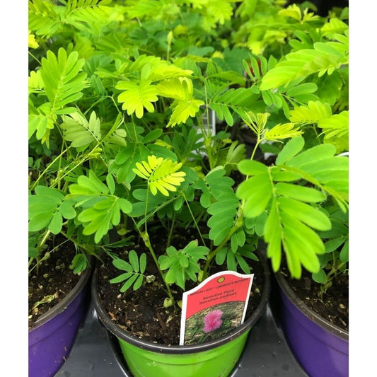 Sensitive Plant in 4” Plastic Pot