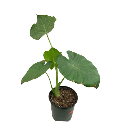 Alocasia in 6" Plastic Pot