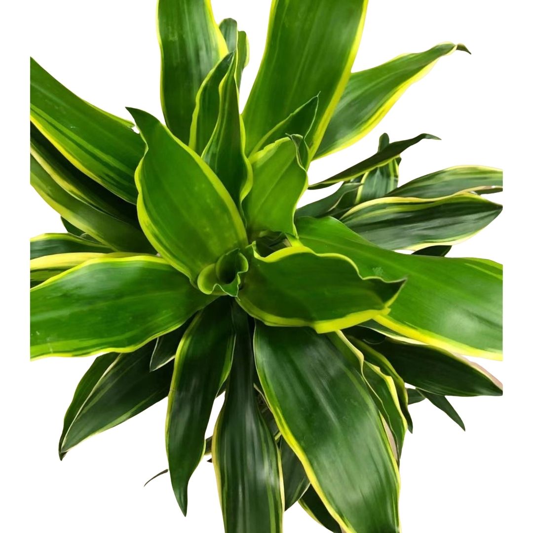 Dracaena Golden Coast Cane (3 stems) in 8” Plastic Pot