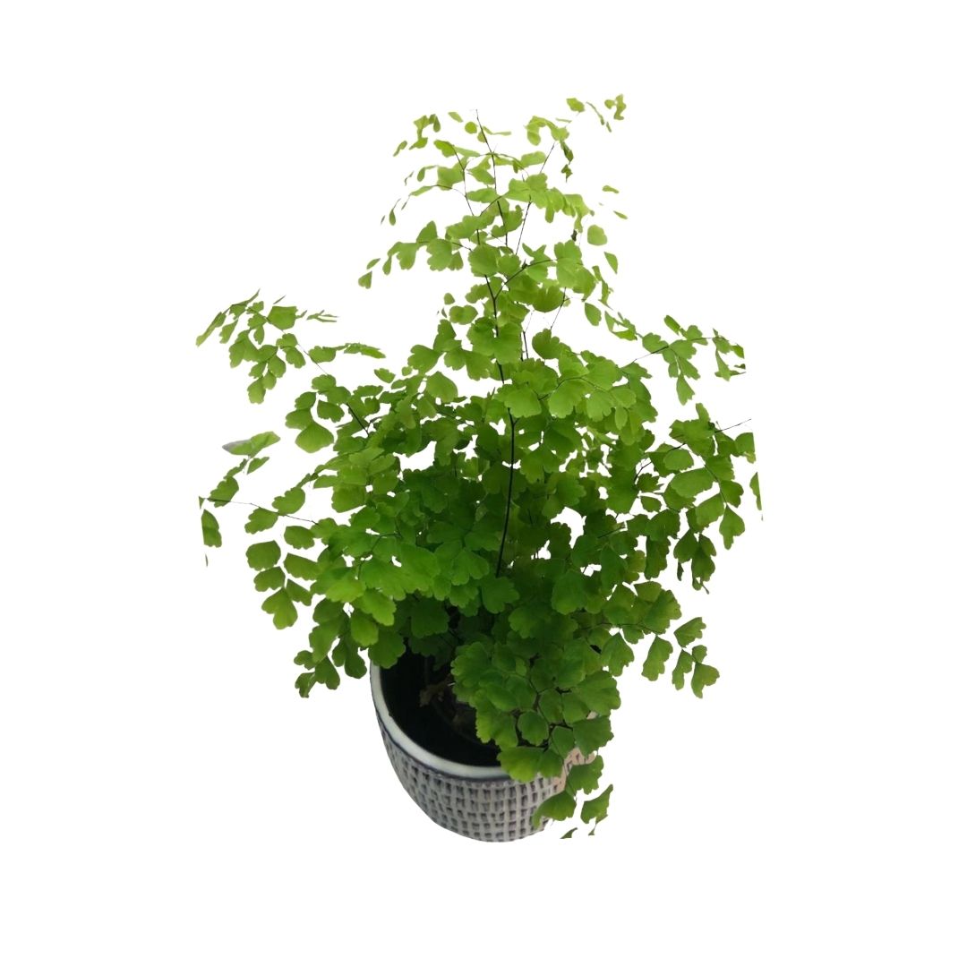 Maidenhair Fern Fragrans in 3.5” Plastic Pot
