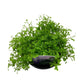 Moss Fern in 3.5” Plastic Pot
