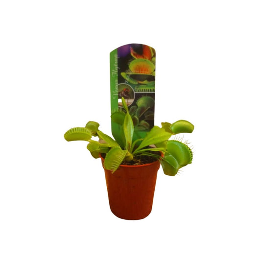 Venus Flytrap in 2.25” Plastic Pot
