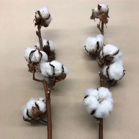 Cotton Branch (5 heads per stem)