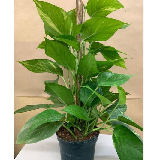 Pothos 6" Totem in Plastic Pot