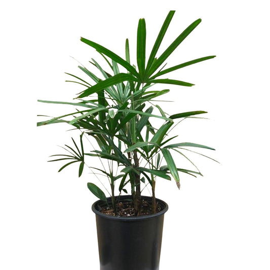 Rhapis Palm in 10" Plastic Pot