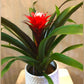Bromeliads - Red & White in 6” Plastic Pot