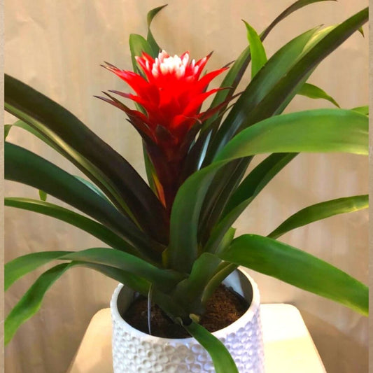 Bromeliads in 6” Plastic Pot