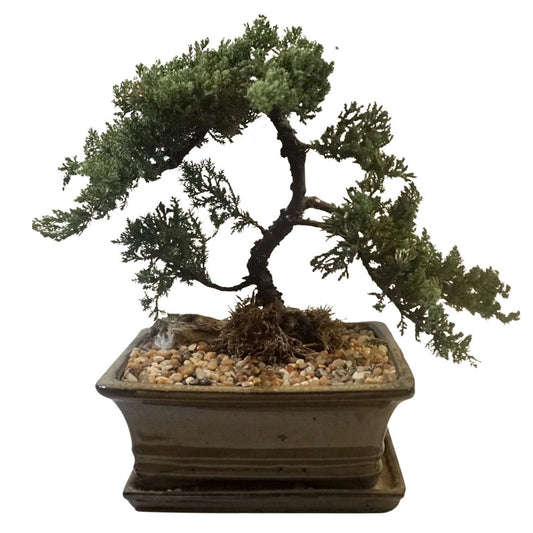 Large Juniper Bonsai Tree in Ceramic Pot (Olive)